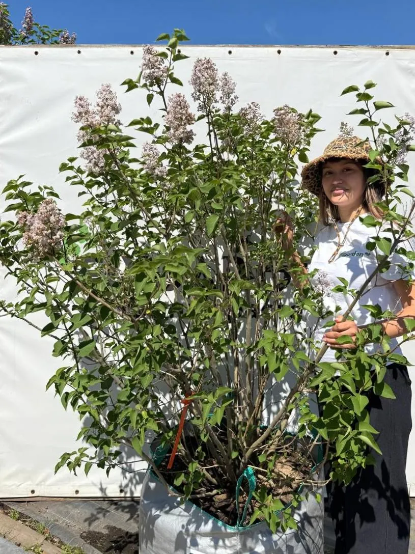 Сирень обык. Бель Де Ненси