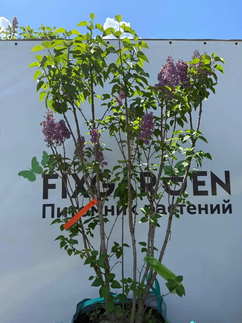 Сирень обык. Виолетта