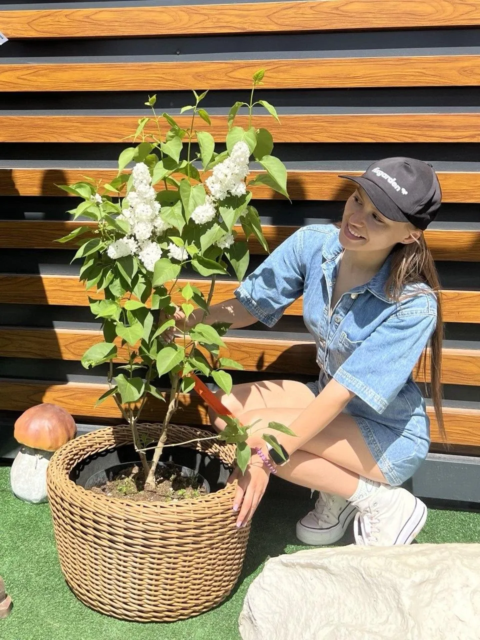 Сирень обык. Мадам Флорен Степман
