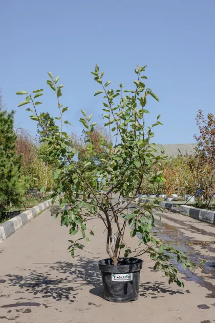 Ирга Ламарка (Amelanchier lamarckii)