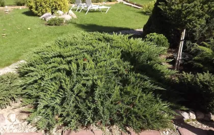 Можжевельник казацкий Рокери Джем