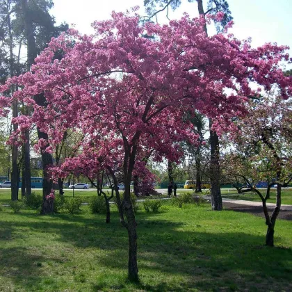 Яблоня Недзвецкого
