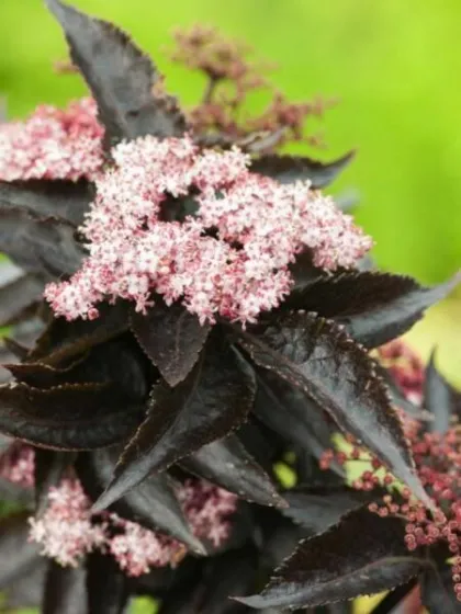 Бузина черная Блэк Тауэр (Sambucus nigra "Black Tower")