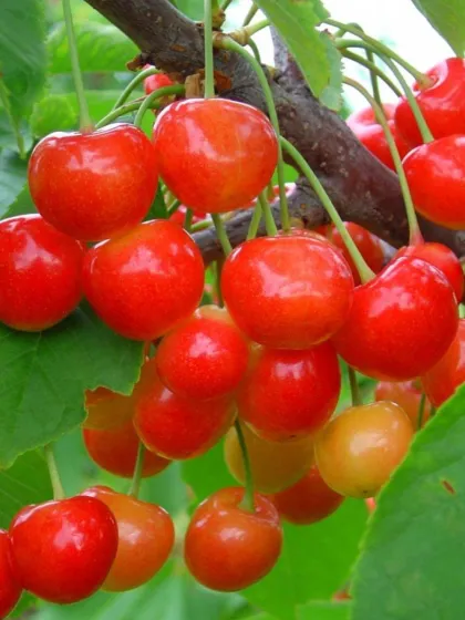 Черешня Заря Жукова