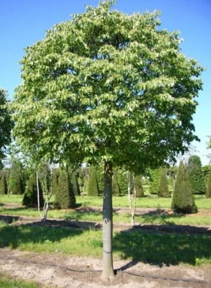 Липа мелколистная Грин Глоуб