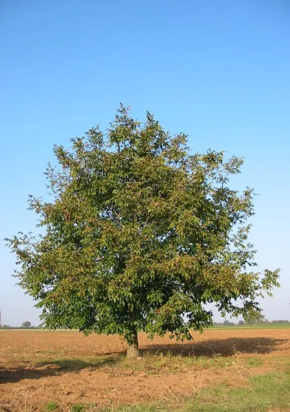 Грецкий орех