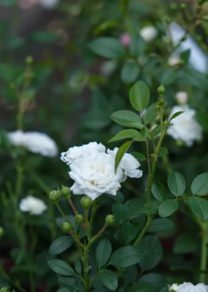 Роза Сибелиус (Rosa "Sibelius")