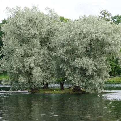 Ива Белая