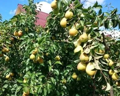 Груша Лада