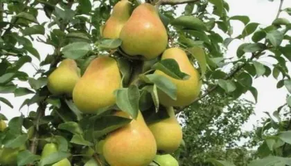Груша Любимица Яковлева