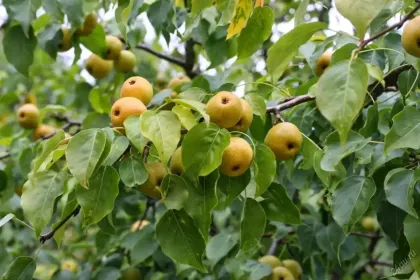 Груша уссурийская