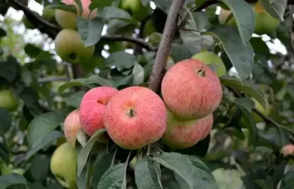 Яблоня Конфетное