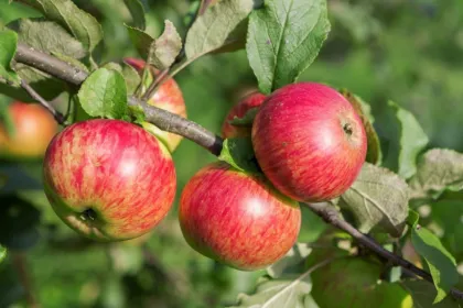 Яблоня Медуница (Malus "Medunica")