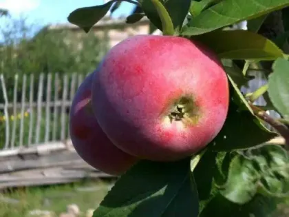 Яблоня Орлик (Malus "Orlik")
