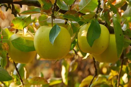Яблоня Папиро янтарное (Malus "Papiro Amber")