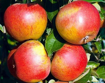 Яблоня Сладкая Нега (Malus "Sladkaya Nega")