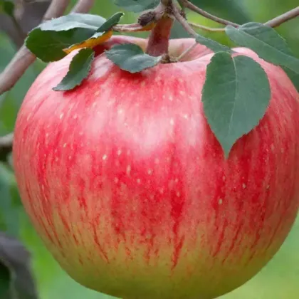 Яблоня Штрейфлинг (Malus "Streifling")