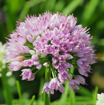 Лук стареющий