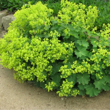 Манжетка Мягкая