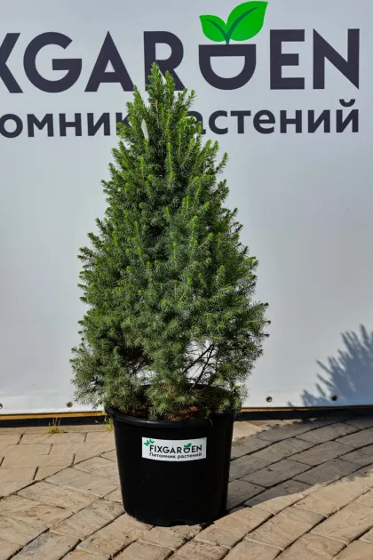 Ель канадская Коника Десембер