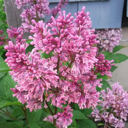 Сирень Престона (Syringa vulgaris "Prestoniae")