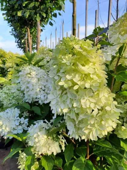 Гортензия метельчатая (Hydrangea paniculata)