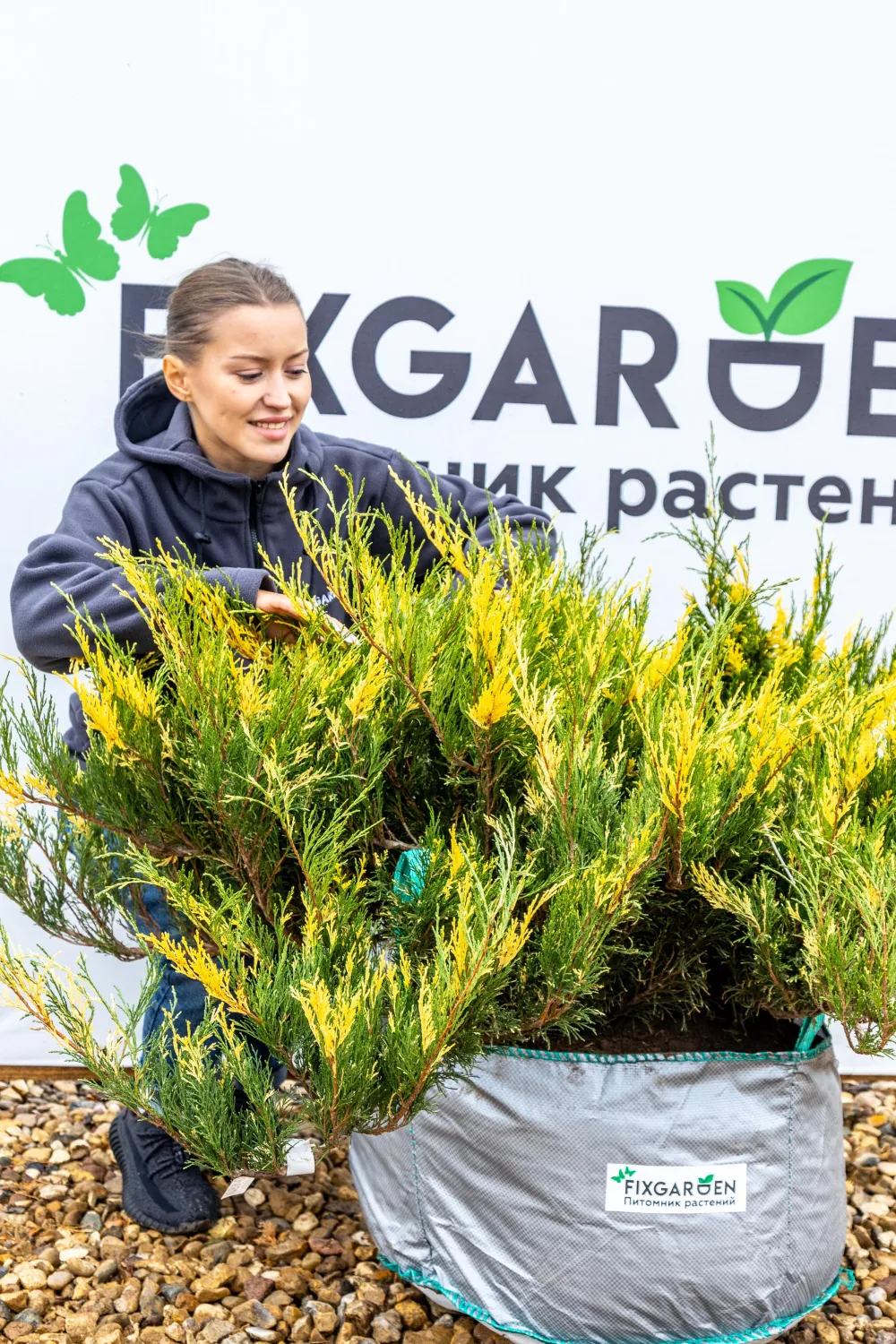 Можжевельник казацкий Вариегата