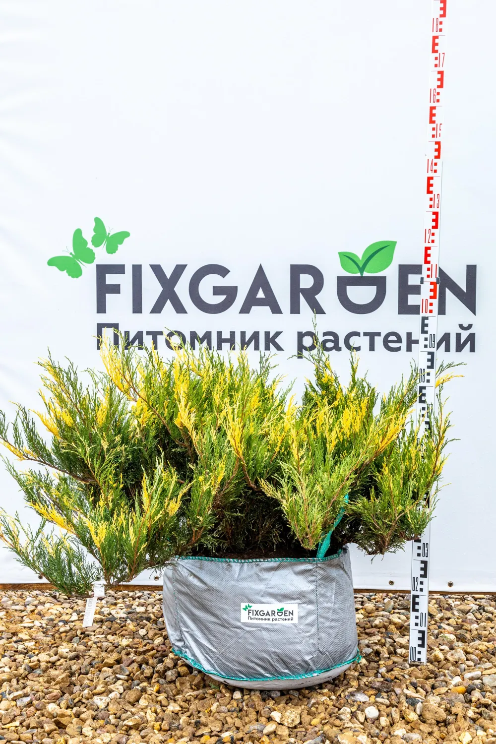 Можжевельник казацкий Вариегата