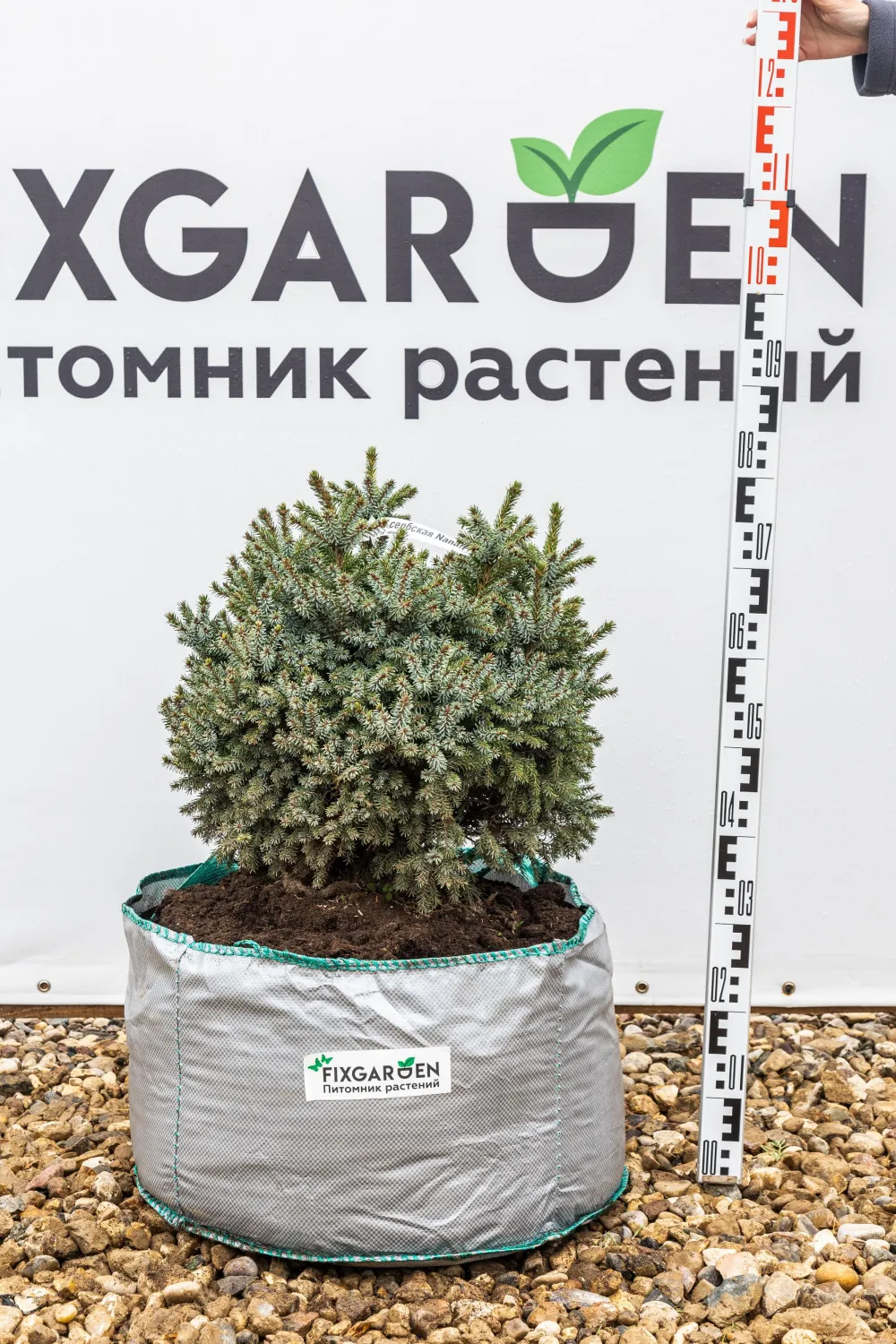 Ель сербская Нана