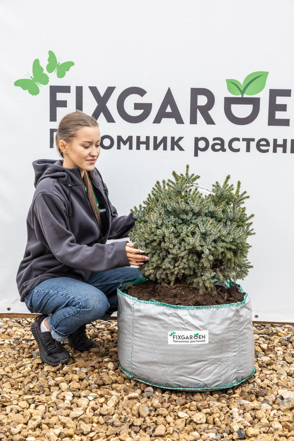 Ель сербская Нана