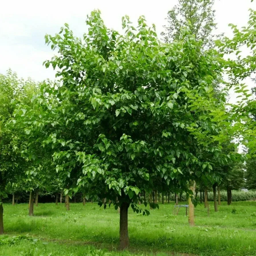 Шелковица белая