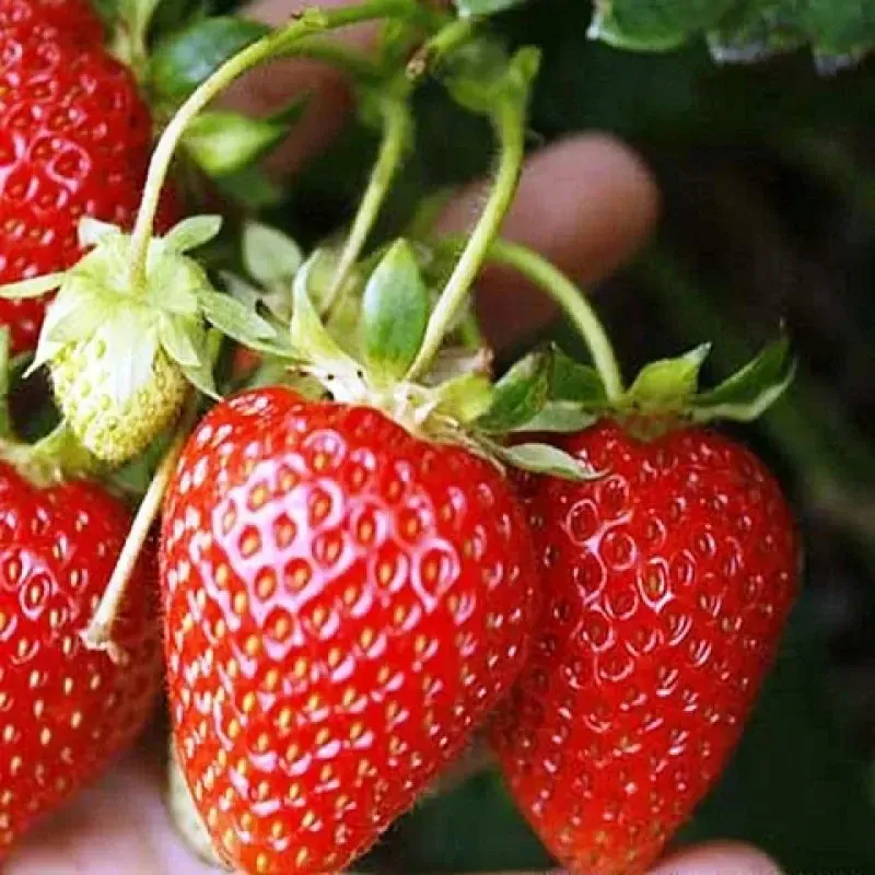 Земляника Корона
