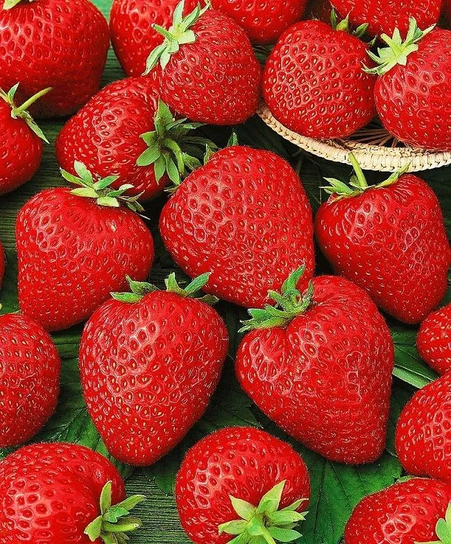 Земляника Корона
