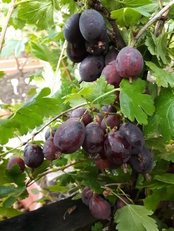 Крыжовник Грушенька