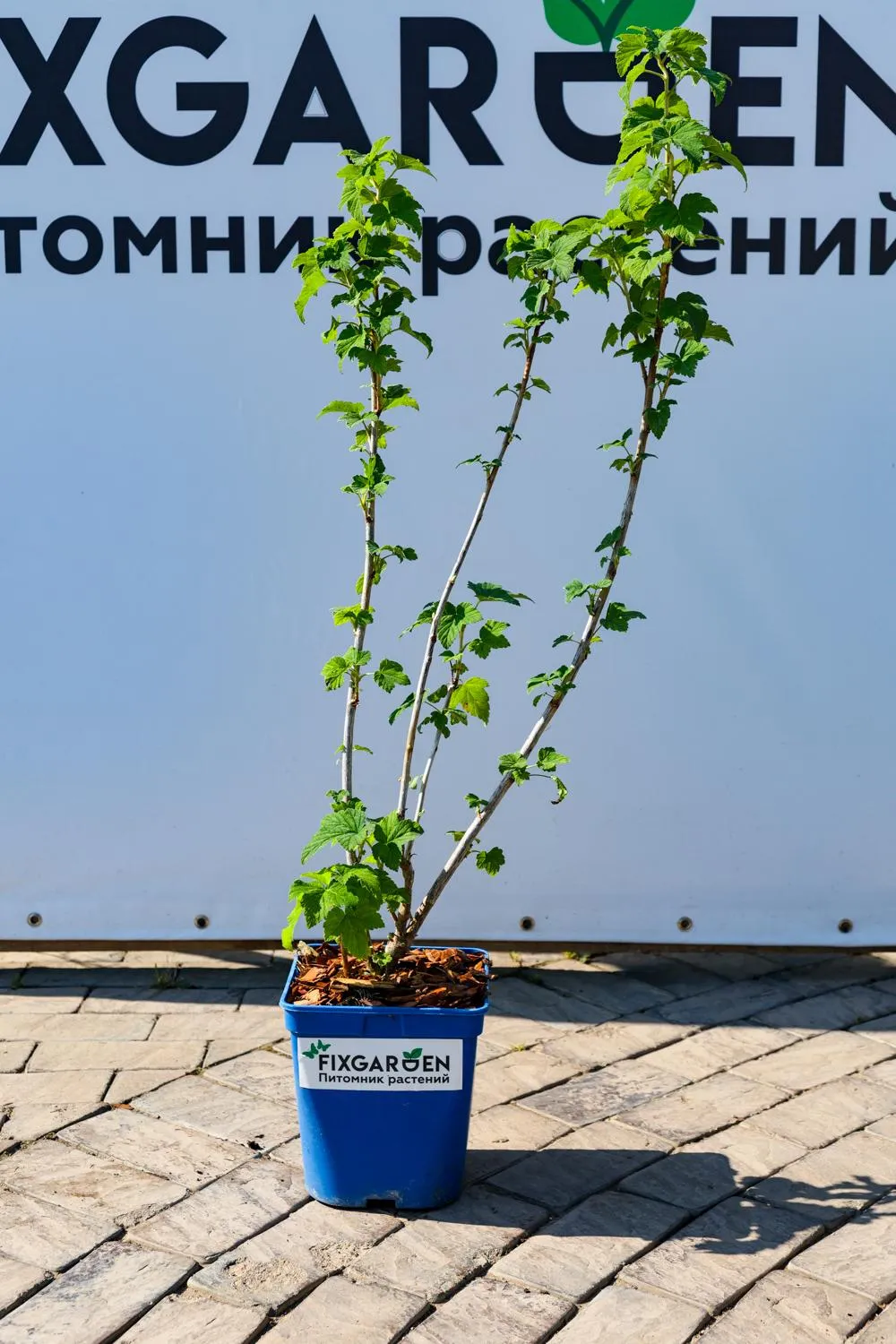 Смородина черная Селеченская