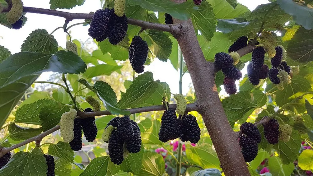 Шелковица черная