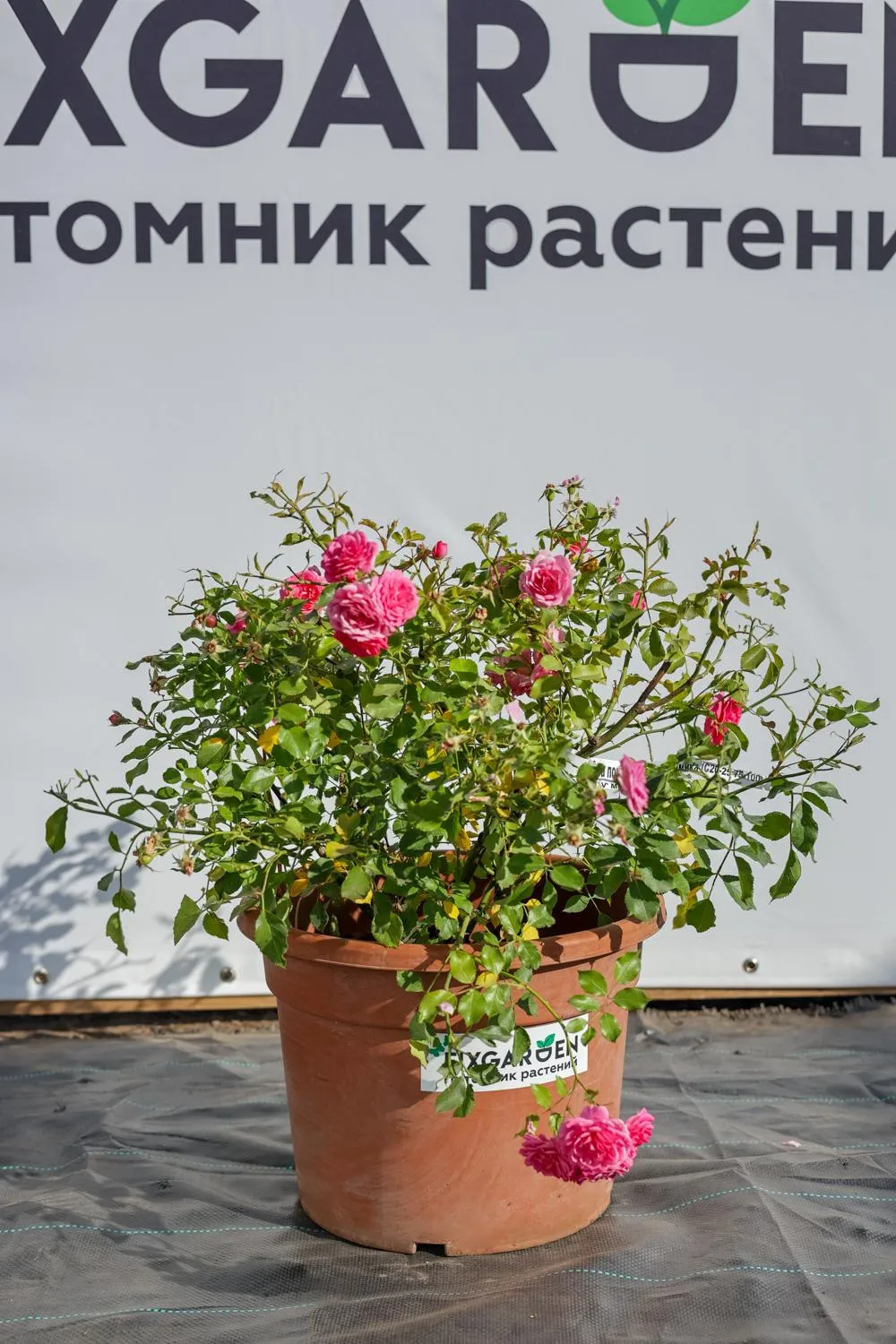 Роза почвопокровная Амика