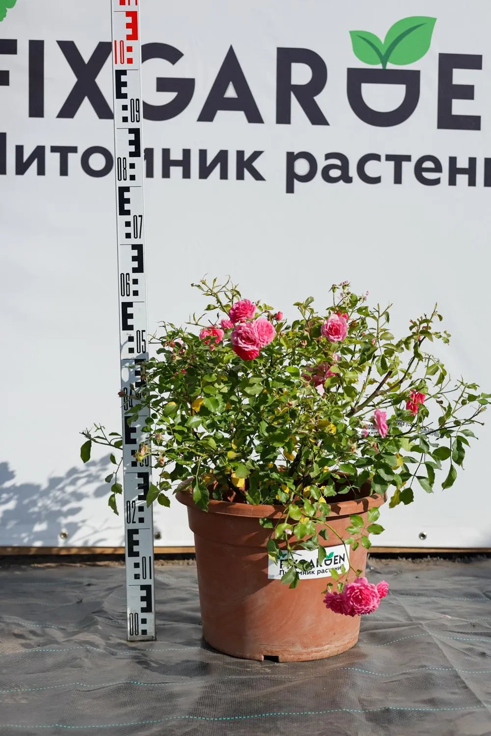 Роза почвопокровная Амика