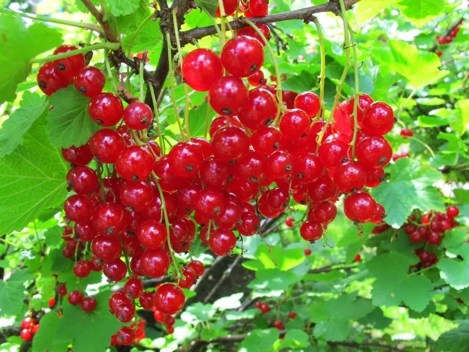 Смородина красная Голландская