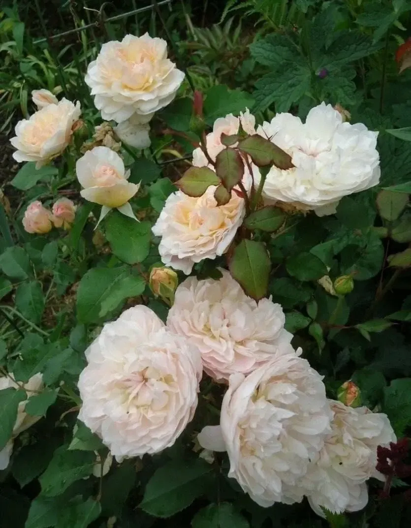Роза английская Мария Магдалена