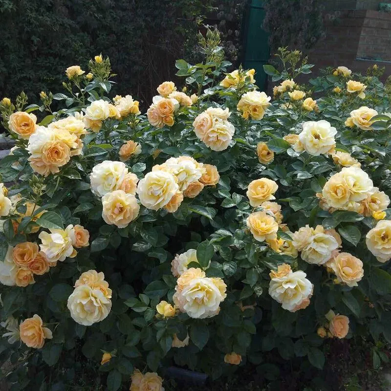 Роза флорибунда Хансештадт Росток