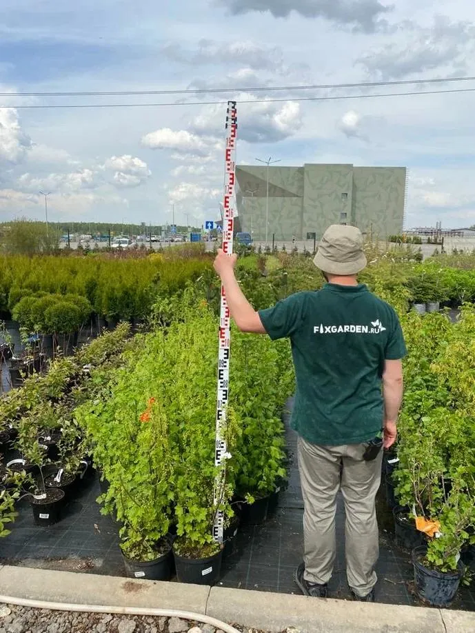 Смородина черная Бинар