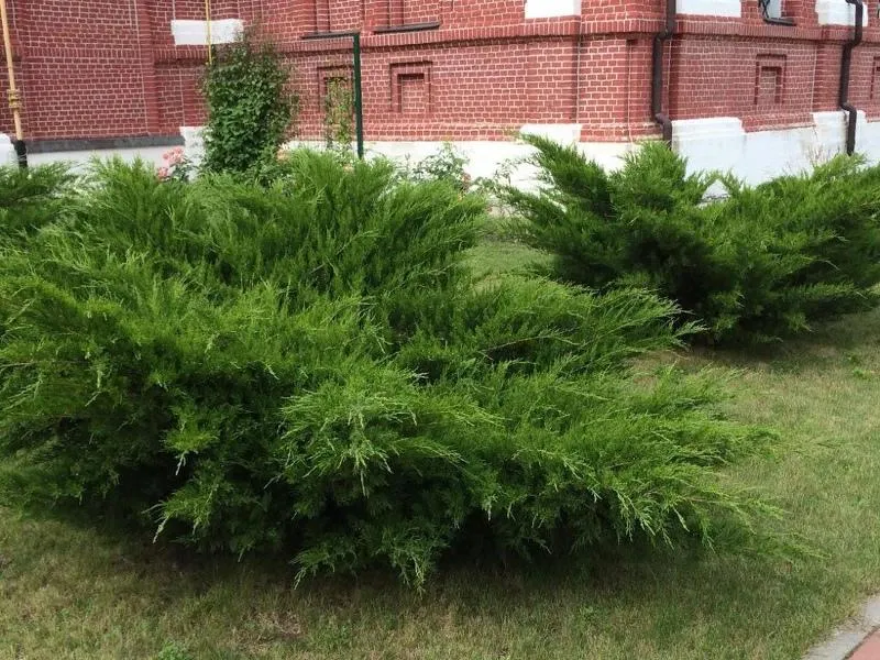 Можжевельник казацкий