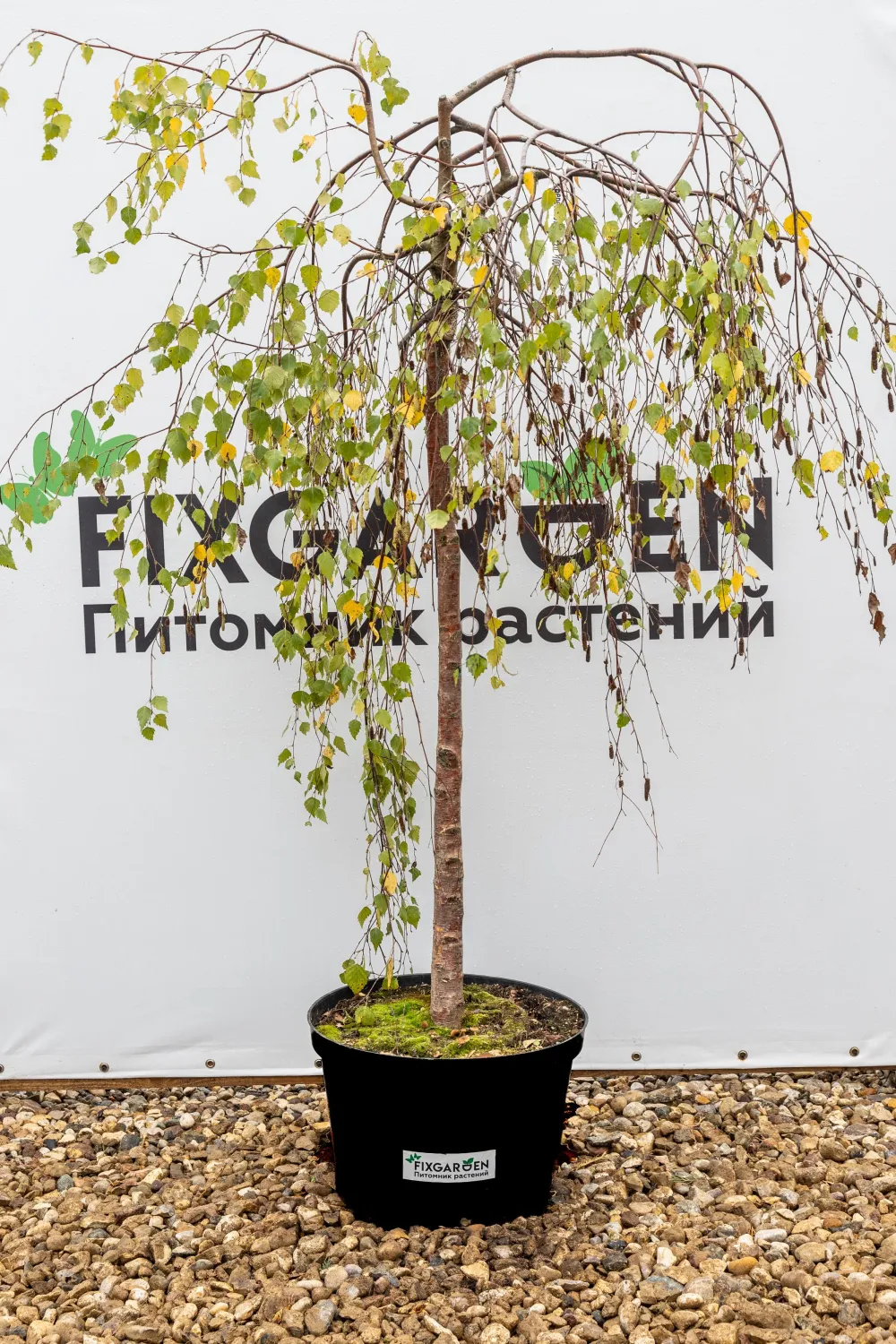 Берёза Юнги