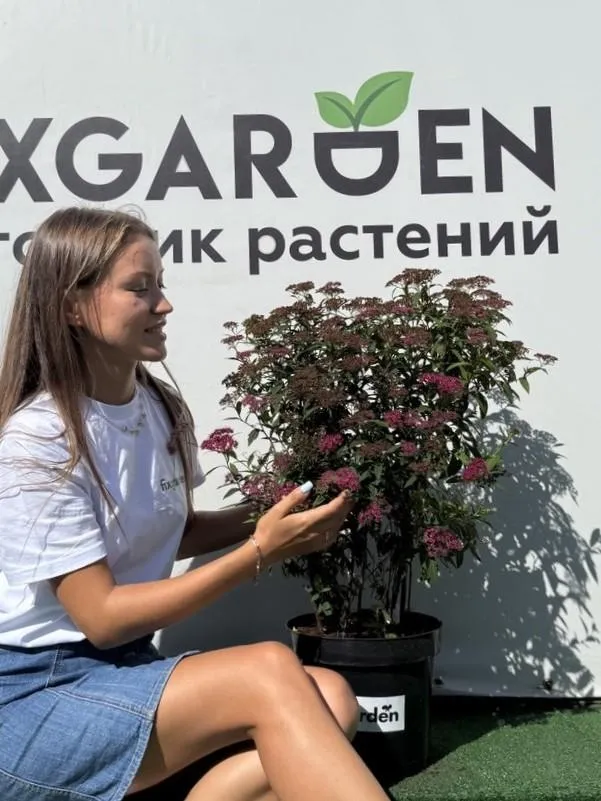 Спирея япон. Антони Ватерер