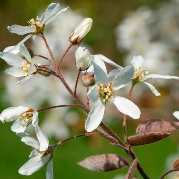 Ирга Ламарка