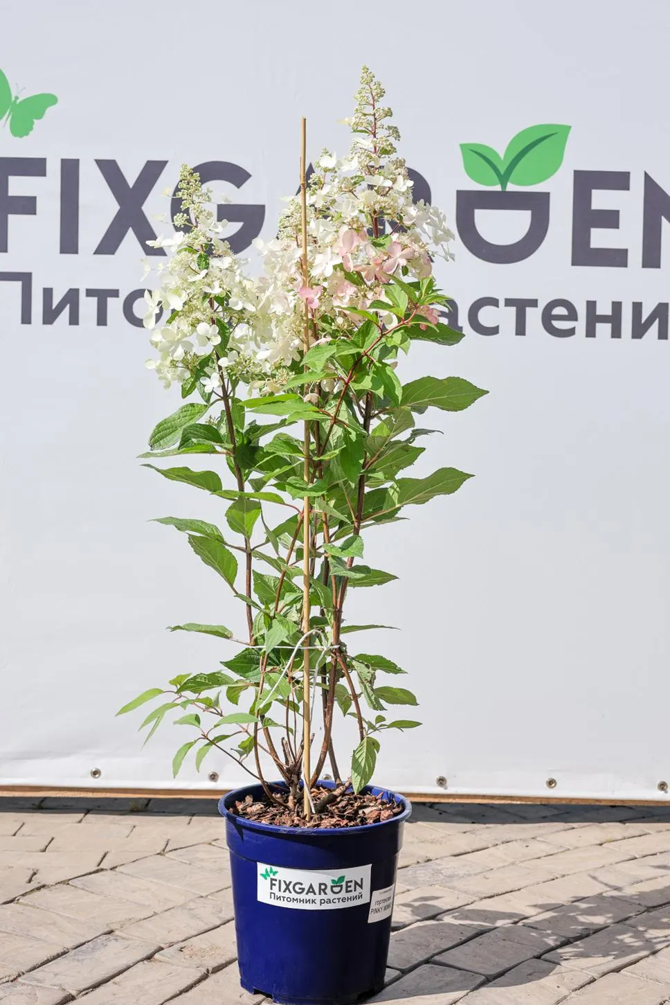 Гортензия метельчатая Куиши