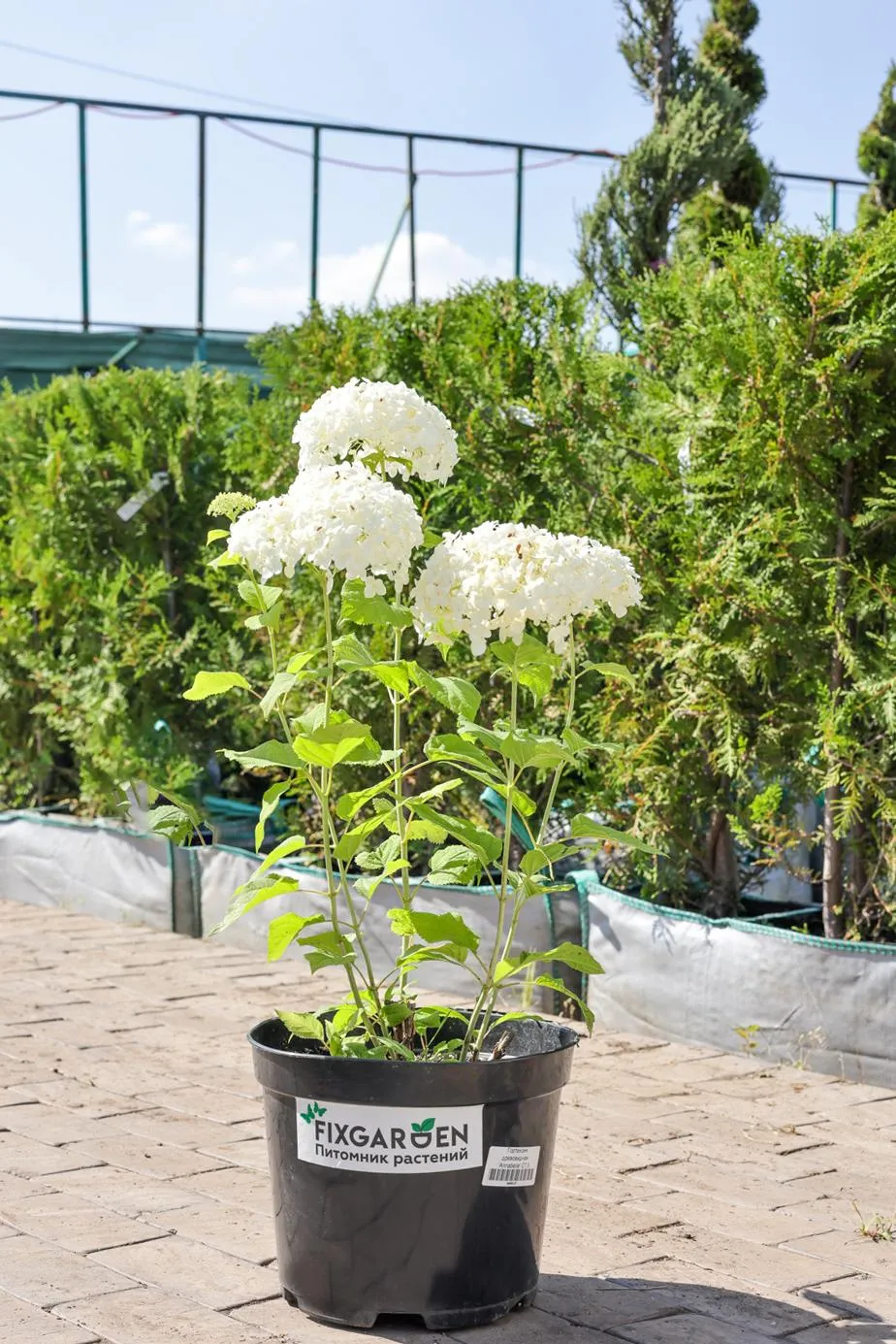 Гортензия древовидная Анабель