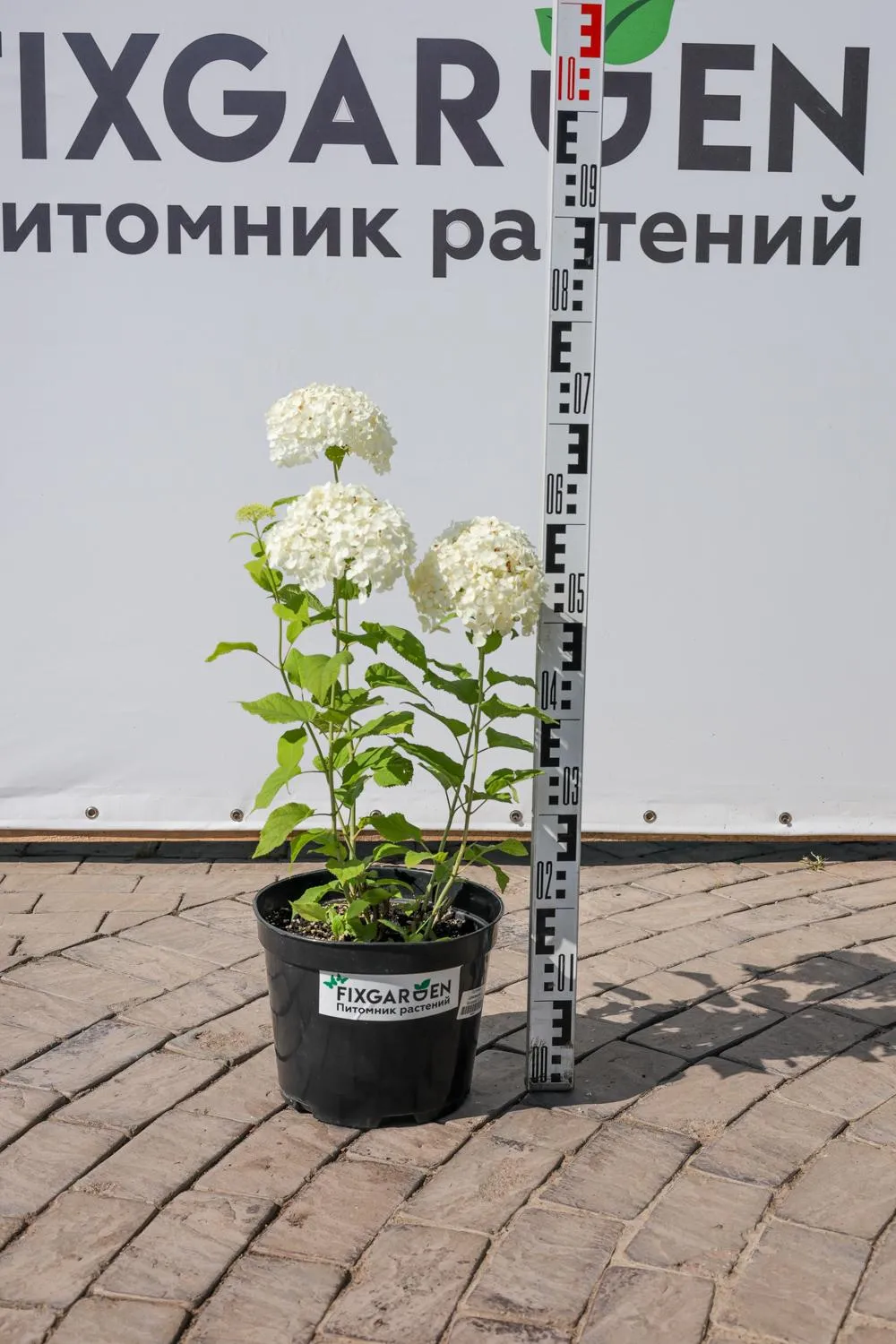 Гортензия древовидная Анабель