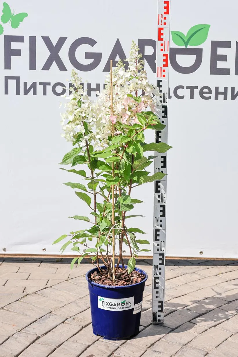Гортензия метельчатая Пинки Винки